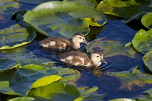 WA, Juanita Bay Wetland, Mallard ducks, ducklings (Anas platyrhynchos) WA, Juanita Bay Wetland, Mallard ducks, ducklings (Anas platyrhynchos)