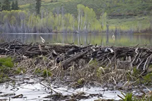 WA, Okanogan National Forest, Beaver dam and pond, on Sun Mountain in the Methow Valley WA, Okanogan National Forest, Beaver dam and pond, on Sun Mountain in the Methow Valley