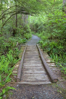 WA, Olympic National Park, Cape Alava trail, cedar boardwalk WA, Olympic National Park, Cape Alava trail, cedar boardwalk