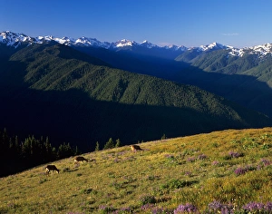 WA, Olympic NP, Olympic Mountain Range with subalpine lupine meadow and deer, view WA, Olympic NP, Olympic Mountain Range with subalpine lupine meadow and deer, view