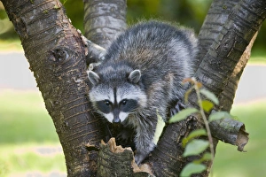WA, Redmond, Raccoon, baby raccoon in cherry tree, Procyon Lotor WA, Redmond, Raccoon, baby raccoon in cherry tree, Procyon Lotor