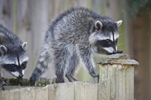 WA, Redmond, Raccoon, baby raccoons, Procyon Lotor WA, Redmond, Raccoon, baby raccoons, Procyon Lotor