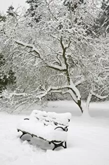 Images Dated 24th December 2008: WA, Seattle, Washington Park Arboretum, covered in fresh snow, snow covered bench