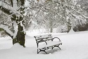Images Dated 24th December 2008: WA, Seattle, Washington Park Arboretum, covered in fresh snow, snow covered bench