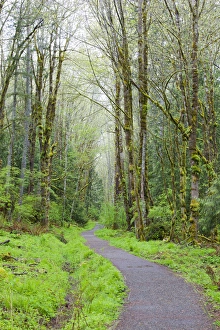 WA, Tiger Mountain State Forest, Forest Trail WA, Tiger Mountain State Forest, Forest Trail