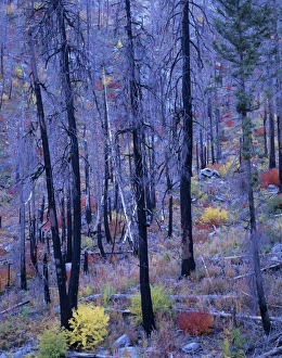 WA, Wenatchee NF, Tumwater Canyon, fire blackened pines and fall color WA, Wenatchee NF, Tumwater Canyon, fire blackened pines and fall color
