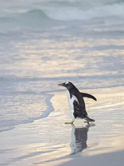 Gentoo Penguin Gallery: Walking to enter the sea during early morning. Gentoo penguin in the Falkland Islands in