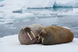 walrus couple on ice floe (Odobenus rosmarus), June walrus couple on ice floe (Odobenus rosmarus), June