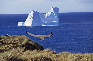 Wandering Albatross (Diomendea exulans) landing on their breeding island with iceberg in background Wandering Albatross (Diomendea exulans) landing on their breeding island with iceberg in background
