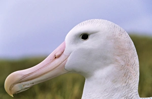Wandering Albatross (Diomendea exulans) portrait, Island of South Georgia Wandering Albatross (Diomendea exulans) portrait, Island of South Georgia