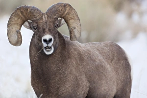Wapiti, Wyoming. USA. Bighorn Sheep with grass in his mouth Wapiti, Wyoming. USA. Bighorn Sheep with grass in his mouth