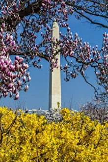 Washington, DC. Distric of Columbia. Washington Monument springtime with Magnolia blooms Washington, DC. Distric of Columbia. Washington Monument springtime with Magnolia blooms