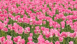 Images Dated 28th April 2012: Washington, Mount Vernon. Tulip field