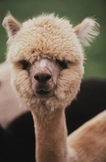 Washington, San Juan Island, Close up of Alpaca Ranch Washington, San Juan Island, Close up of Alpaca Ranch