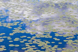 Washington State. Lily pads on pond, with reflected clouds