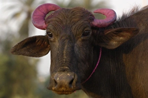 Water buffalo decorated for Diwali festival. This is the most important Hindu festival Water buffalo decorated for Diwali festival. This is the most important Hindu festival