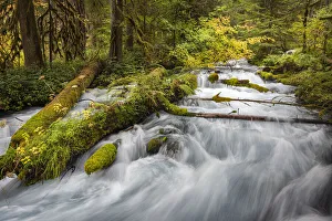 Water cascades over lush mossy logs in Olallie Creek near McKenzie River Water cascades over lush mossy logs in Olallie Creek near McKenzie River