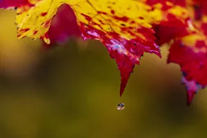 Water droplet falls from sugar maple leaf on rainy day in the Upper Peninsula of Michigan Water droplet falls from sugar maple leaf on rainy day in the Upper Peninsula of Michigan