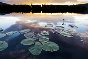 Water lilies and cloud reflections on Lang Pond in Maines Northern Forest Water lilies and cloud reflections on Lang Pond in Maines Northern Forest
