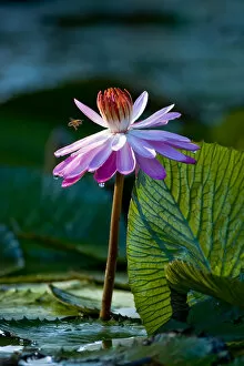 Images Dated 30th October 2004: Water lilies, of the genus Nymphaea, are aquatic plants found world-wide; often planted