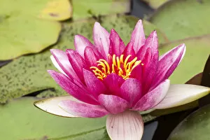 Water lilly bloom and lily pads in a pond