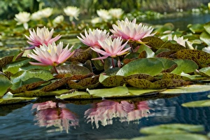 Water Lily and lilypads, Como Park Zoo and Conservatory, Minneapolis, Minnesota Water Lily and lilypads, Como Park Zoo and Conservatory, Minneapolis, Minnesota