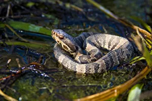Images Dated 14th December 2005: The water moccasin (Agkistrodon piscivorus) is a venomous pit viper species found