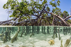 Caribbean/exuma/water photograph mangrove tree clear tropical Caribbean/exuma/water photograph mangrove tree clear tropical