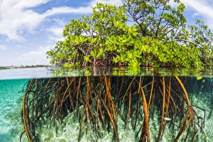Above water and below water view of mangrove with juvenile snappper and jack Above water and below water view of mangrove with juvenile snappper and jack