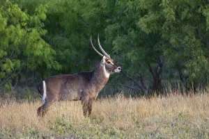 Waterbuck (Kobus ellipsiprymnus) in grassland Waterbuck (Kobus ellipsiprymnus) in grassland