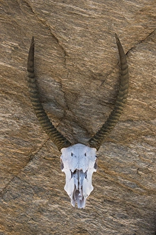 Waterbuck skull (Kobus ellipsiprymnus), Zimbabwe Waterbuck skull (Kobus ellipsiprymnus), Zimbabwe