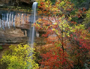 Waterfall, bigtooth maple (Acer grandidentatum), canyon wild grape (Vitis arizonica) Waterfall, bigtooth maple (Acer grandidentatum), canyon wild grape (Vitis arizonica)