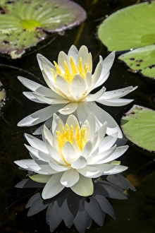 <b class=qtipBold><figcaption>Waterlilies, USA</figcaption></b><br>Waterlilies, Usa<br><em>© Lisa Engelbrecht / DanitaDelimont.com</em> Waterlilies, USA