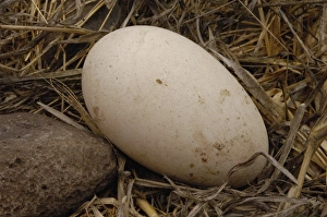 Waved albatross egg (Phoebastria irrorata) Espaola Island Galapagos Islands Ecuador Waved albatross egg (Phoebastria irrorata) Espaola Island Galapagos Islands Ecuador