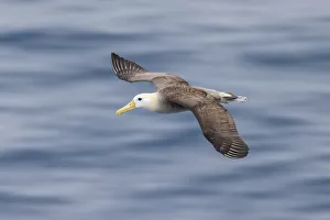 Waved albatross flying, Espanola Island, Galapagos Islands, Ecuador Waved albatross flying, Espanola Island, Galapagos Islands, Ecuador