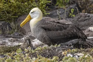 Waved albatross and single chick nesting on the ground, Espanola Island, Galapagos Islands, Ecuador Waved albatross and single chick nesting on the ground, Espanola Island, Galapagos Islands, Ecuador