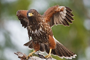 Weaver Ranch, Willacy Co., south Texas, Harriss Hawk (Parabuteo unicinctus Weaver Ranch, Willacy Co., south Texas, Harriss Hawk (Parabuteo unicinctus
