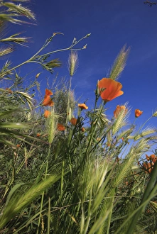 Weeds and poppies from worms-view. Santa Cruz coast, California, US Weeds and poppies from worms-view. Santa Cruz coast, California, US
