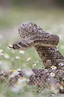 Images Dated 3rd April 2010: Western Diamondback Rattlesnake (Crotalus atrox) coiled to strike
