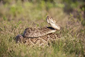 Western diamondback rattlesnake (Crotalus atrox) coiled Western diamondback rattlesnake (Crotalus atrox) coiled