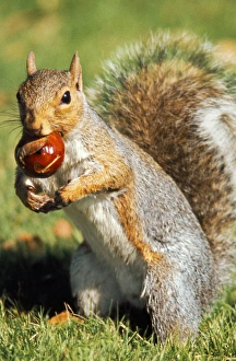 A Western Gray Squirrel (Sciurus griseus) gathers a chestnut on the University of A Western Gray Squirrel (Sciurus griseus) gathers a chestnut on the University of
