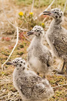Western gull chicks (Larus occidentalis), Anacapa Island, Channel Islands National Park Western gull chicks (Larus occidentalis), Anacapa Island, Channel Islands National Park
