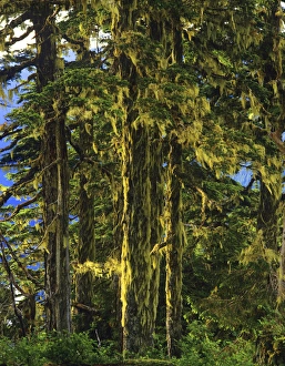 Western Hemlock & lichen, temperate rainforest, Tongass National Forest, near Ketchikan Western Hemlock & lichen, temperate rainforest, Tongass National Forest, near Ketchikan