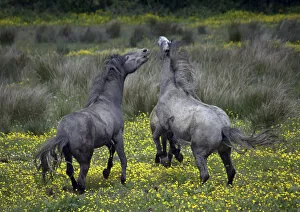 In Western Ireland, two horses buck and play in a bright field of yellow wildflowers