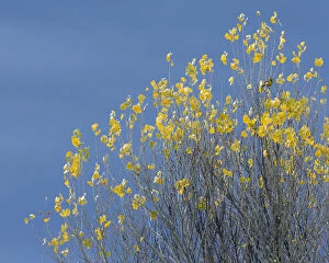 Images Dated 31st December 2000: Western meadowlark on the fall aspen leaves. Bosque del Apache NWR, New Mexico