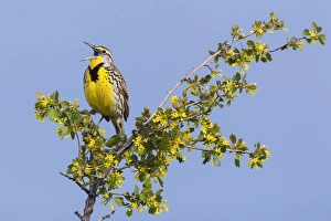 <b class=qtipBold><figcaption>Western Meadowlark Singing</figcaption></b><br>Western Meadowlark singing<br><em>© Ken Archer / DanitaDelimont.com</em> Western Meadowlark Singing