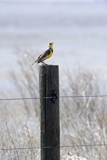 Western Meadowlark sits on post in central California Western Meadowlark sits on post in central California