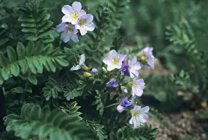 Images Dated 15th January 2013: Western Polemonium Jacobs Ladder, Wasatch Mountains, Uinta Wasatch Cache National Forest