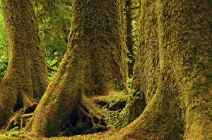 Images Dated 11th July 2011: Western Red Cedar; Hoh Rain Forest; Olympic National Park; Washington; USA