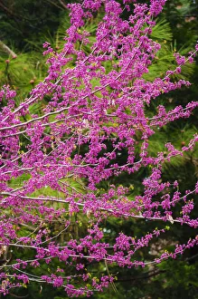Western Redbud (Cercis occidentalis), Yosemite National Park, California, USA Western Redbud (Cercis occidentalis), Yosemite National Park, California, USA